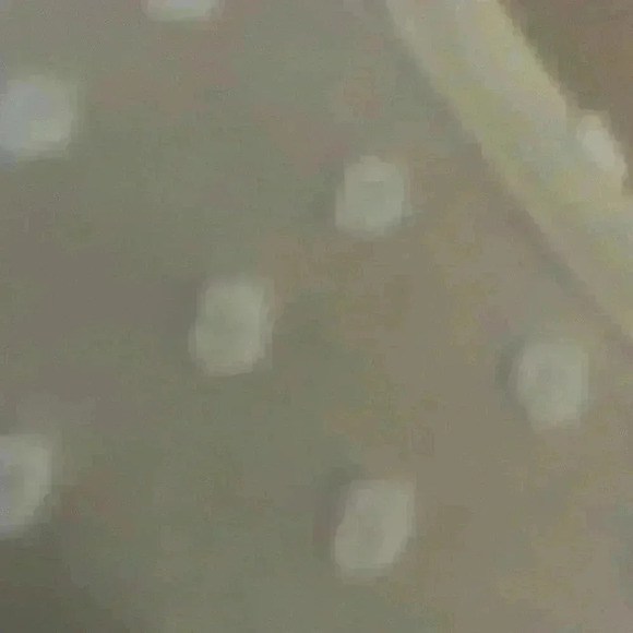 J Crew Eyelet Blouse NWT - Picture 2 of 5